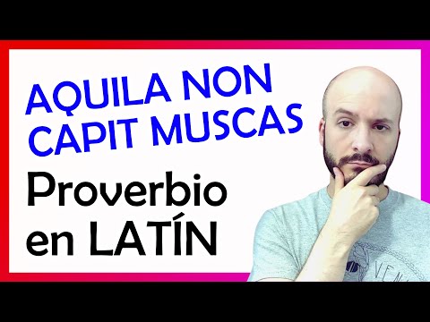 AQUILA non capit MUSCAS 🦅 🪰 proverbio en latín