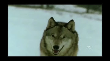 Wolves - This is where i belong