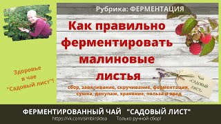 видео: Ферментированный Чай ИЗ МАЛИНОВЫХ ЛИСТЬЕВ картинка: Ферментированный Чай ИЗ МАЛИНОВЫХ ЛИСТЬЕВ