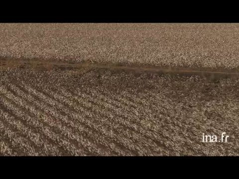 Vidéo: Où cultivent-ils du coton au Texas ?