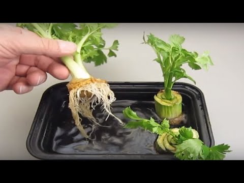 7 Magical Vegetables You Can Regrow From Kitchen Scraps