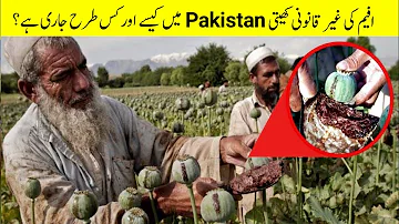 افیم کی کھیتی | Opium farming In Pakistan | Afeem farming full explain in urdu