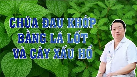 Chữa đau xương khớp bằng lá lốt & cây xấu hổ: Tác dụng gấp bội! #phuchongduong #vatlytrilieu