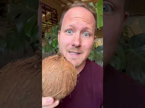 Vidéo: Quand poussent les noix de coco ?