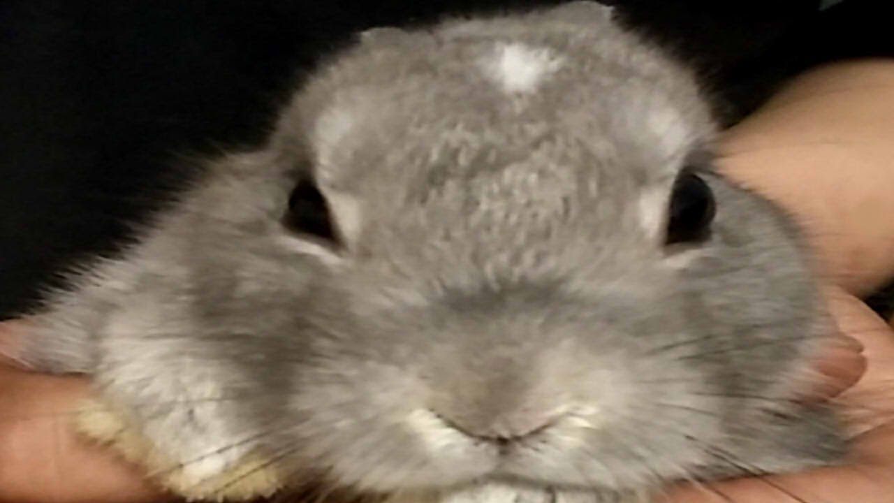 捕獲されたうさぎの悲壮感が半端ない Youtube 捕獲されたうさぎの悲壮感が半端ない Youtube