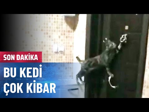 Bu Kedi Kapıyı Çalan Kedi!