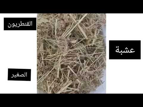 فوائد عشبة القنطريون الصغير او ما يسمى بمرارة الحنش
