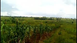 Wamunya kibungo yibye ibingori ahahonahacika