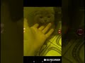 Новый член семьи парода веслоухая британская ( это кошка )