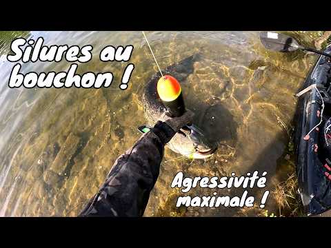 SILURES AU BOUCHON : ON MAINTIEN LA PRESSION ! 