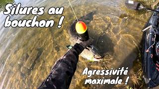 SILURES AU BOUCHON : ON MAINTIEN LA PRESSION ! 