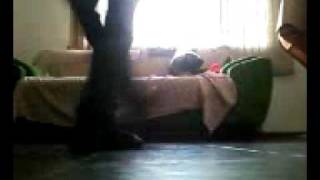 Mateus Prates - Rebolation Psy