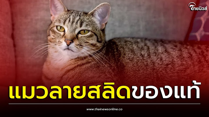 แมวลายสลิด สลิดของแท้ต้องมีตัว M กลางหน้าผาก | ปาฏิหาริย์