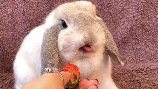 Happy Easter Everybun! Cute rabbit eating strawberry