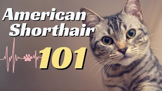 What to Know Before Having an American Shorthair Cat