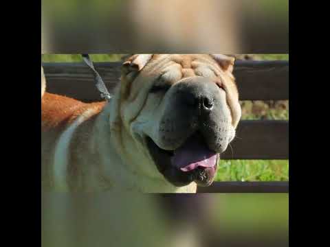 Video: Convierte tu amor por los perros en una carrera