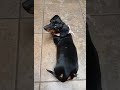 Where's your bum? 🎀#dachshund #doxie #sausagedog #ダックスフント #tacskó #teckel #Dackel #犬 #いぬ