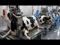 Inside the modern leather factory from brahman bulls to luxury products full process