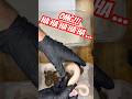 Ball Python Strikes Non Stop #ballpython #reptiles #python #snake #animals #shorts #pets #viralvideo