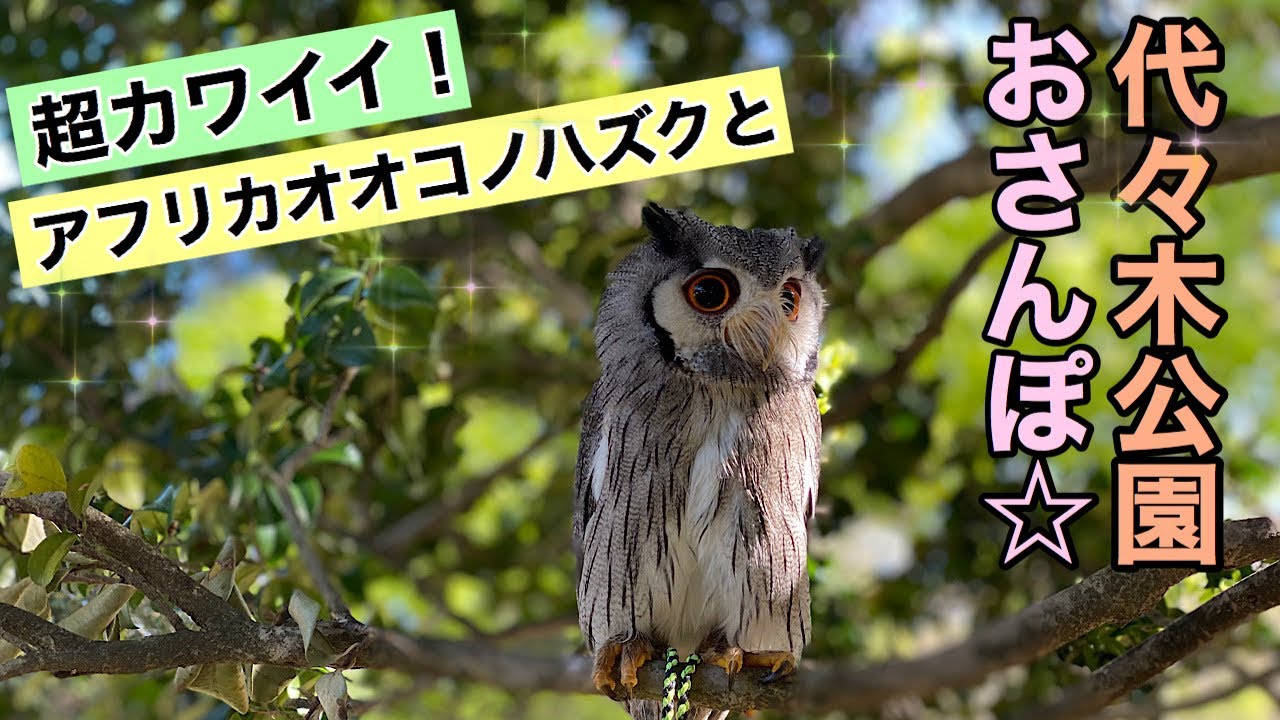 代々木公園で日光浴 アフリカオオコノハズクの様々な表情が見れるお散歩記録 Youtube