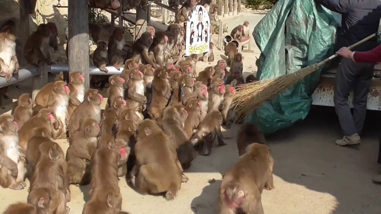 【淡路島モンキーセンター】おやつ満載のトラックを前に大興奮【Awaji Island Monkey Center】