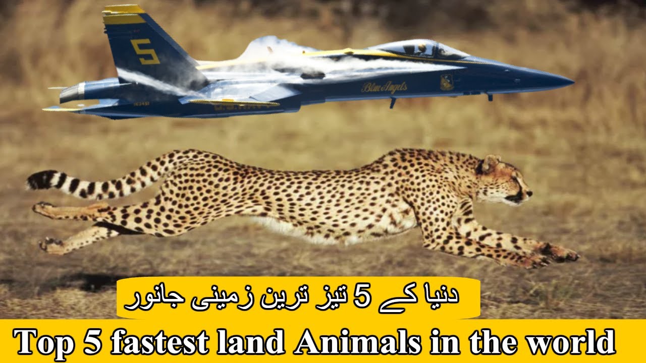 Top 5 fastest land Animals in the world |دنیا کے 5 تیز ترین زمینی جانور ...  | Animals, Animals of the world, Animal lover