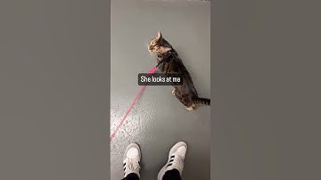 I Taught My Cat to Walk on a Leash