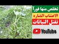 أعشاب ضاره تقتل النباتات يجب ازالتها فورآWeeds That Kill Plants Must Be Removed Immediately أعشاب ضاره تقتل النباتات يجب ازالتها فورآWeeds That Kill Plants Must Be Removed Immediately