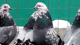VID 20190106 132312