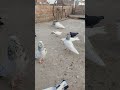 kabutar #pigeon  king🥰🥰🥰🥰🥰🥰🥰🥰