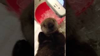 Baby sea otter eating ice cubes