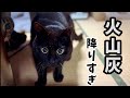 大量の火山灰が降った日の犬猫たち🌋 A Day of Heavy Volcanic Ashfall