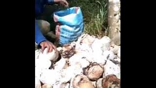 Sendiri kuli sendiri mandur..