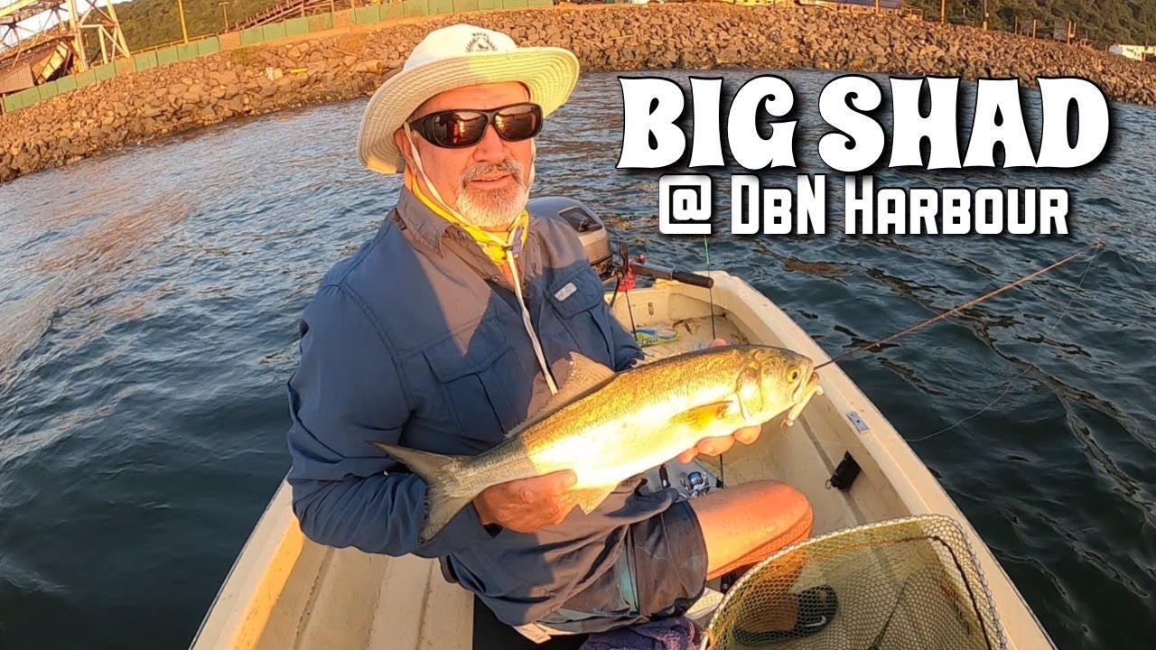 BIG SHAD caught at DURBAN HARBOUR on artificial, South Africa