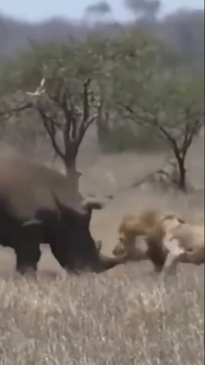 Brave Rhino attacks a lion