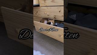 Dear Kitten - Small Clip From Win Catmanjohn