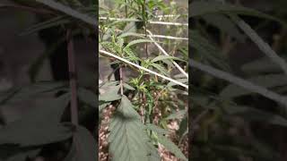 Still in Veg! JunkYard420 Genetics! 🔥🔥🔥