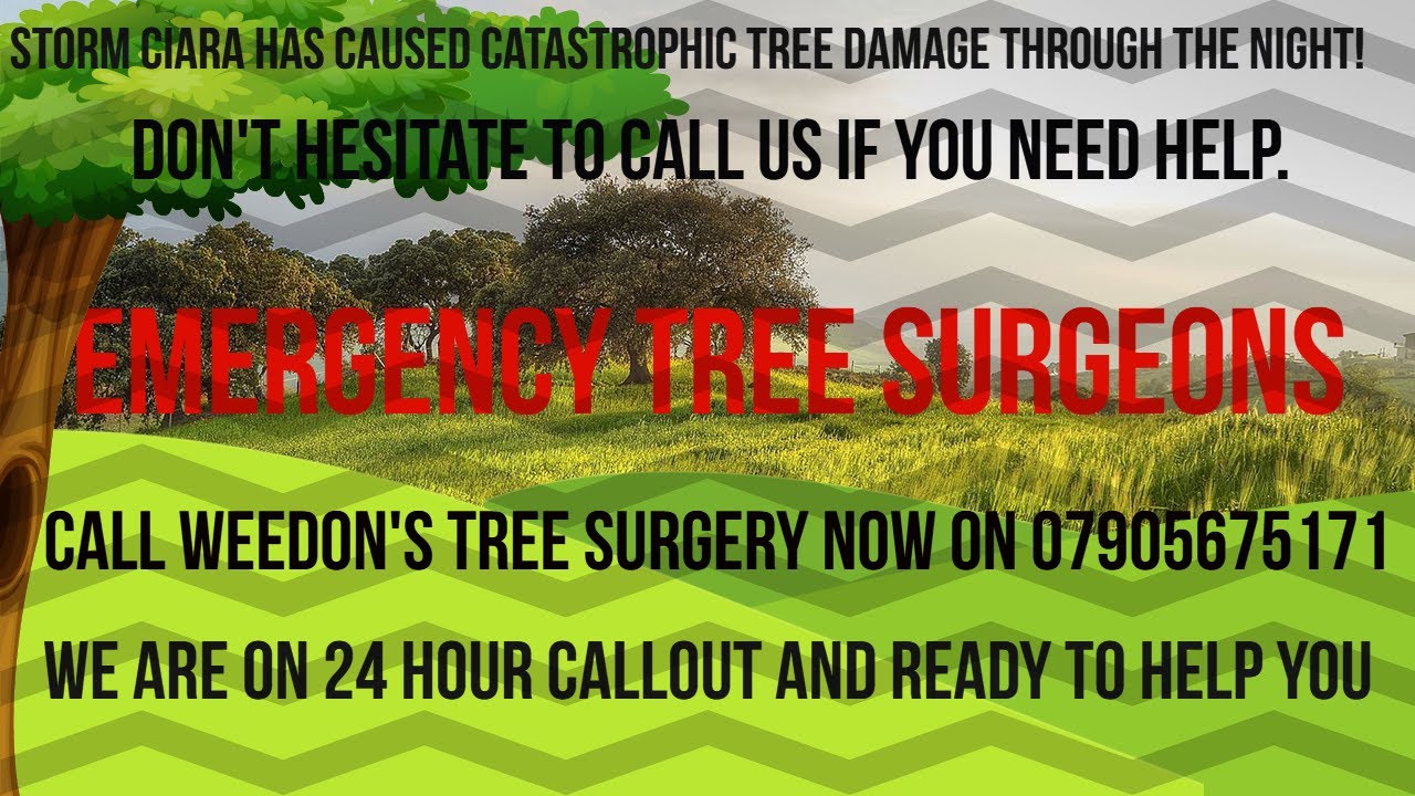 24 Hour Emergency Tree Removal And Storm Damage In ...