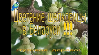 Шелковица в Беларуси