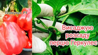 Вирощування перцю в теплиці. Основні правила.
