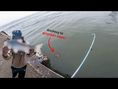 Bay Area Food Chain Fishing Challenge | SF Bay Pier Fishing