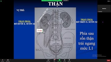 Hệ thận niệu. 2h50p.  Môn giải phẫu sinh lý.  Trần Khánh Phú