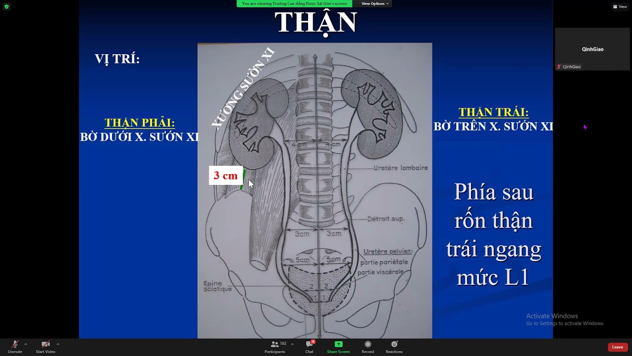 Hệ thận niệu. 2h50p.  Môn giải phẫu sinh lý.  Trần Khánh Phú