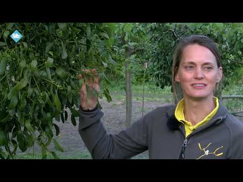 Video: Maretak - Instructies, Gebruik Van Tincturen, Behandelingsregels