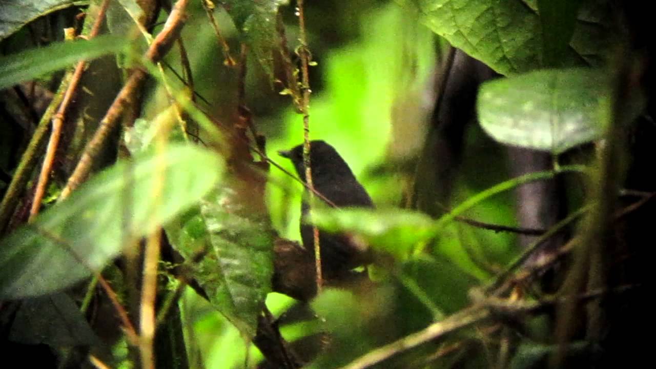 Endemic Tatamá Tapaculo - Scytalopus alvarezlopezi - Apia, W Andes