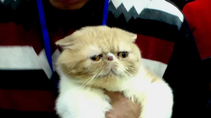 Video 2759131: exotic shorthair persian cat, exotic shorthair cat breed, breed cat show