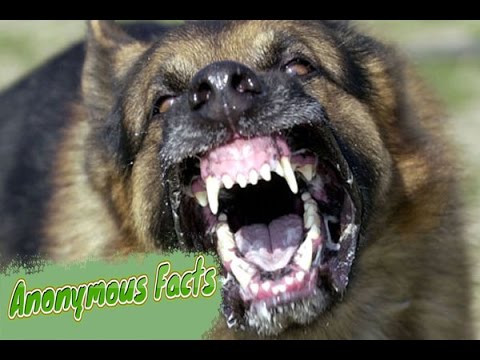 10 ყველაზე იშვიათი ძაღლის ჯიში