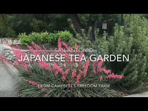 San Antonio Japanese Tea Garden (Brackenridge Parks) // From Campbell's Freedom Farm