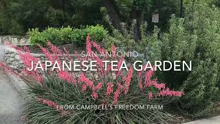 San Antonio Japanese Tea Garden (Brackenridge Parks) // from Campbell's Freedom Farm