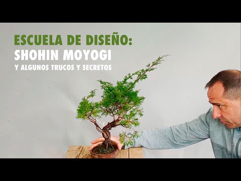 Como hacer un bonsai